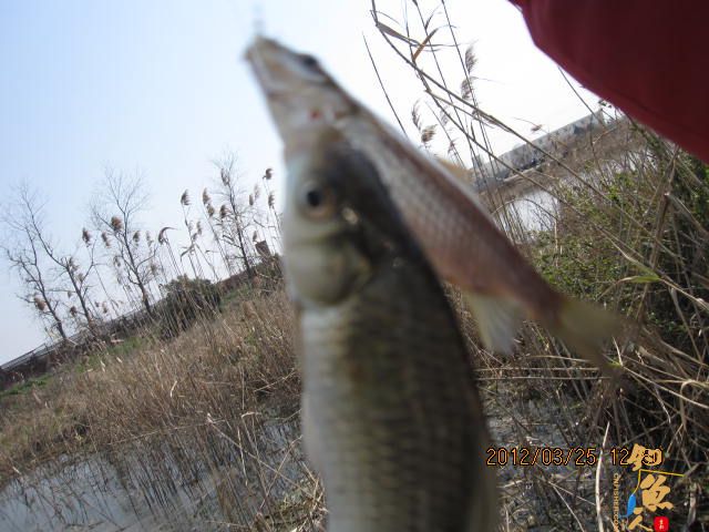 《随钓》菜花黄时钓鱼忙