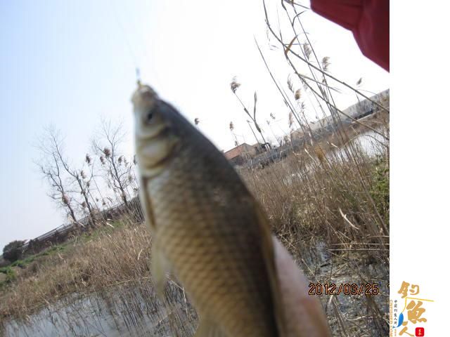 《随钓》菜花黄时钓鱼忙