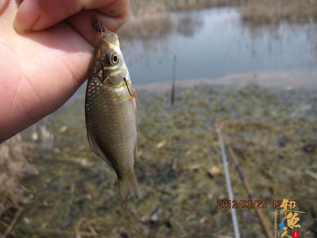 《随钓》菜花黄时钓鱼忙