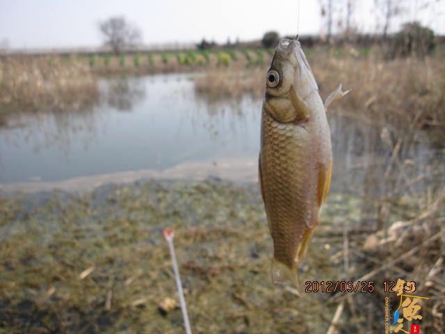 《随钓》菜花黄时钓鱼忙