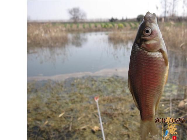 《随钓》菜花黄时钓鱼忙
