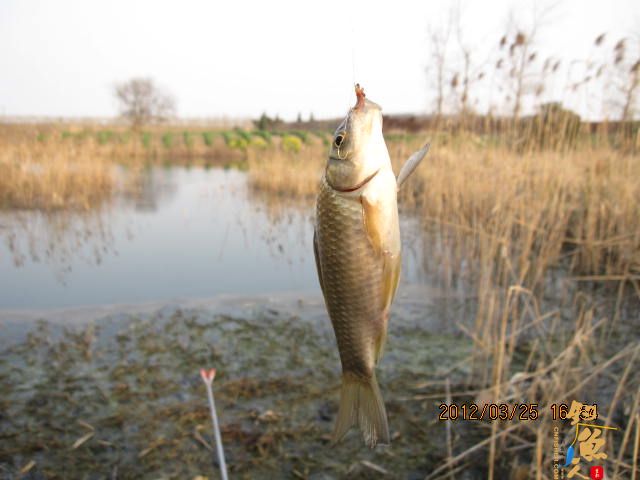 《随钓》菜花黄时钓鱼忙