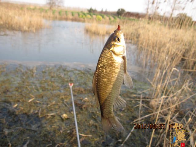《随钓》菜花黄时钓鱼忙