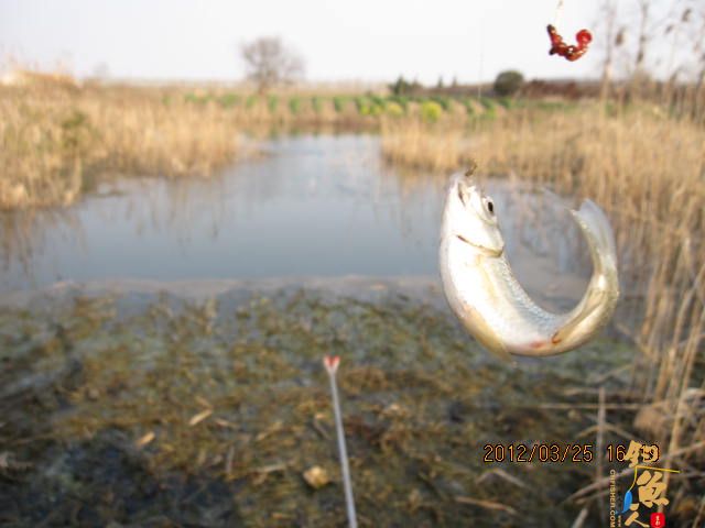 《随钓》菜花黄时钓鱼忙