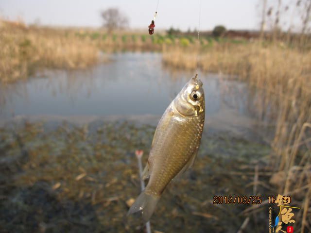 《随钓》菜花黄时钓鱼忙
