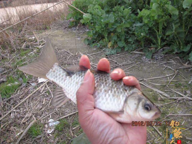 《随钓》菜花黄时钓鱼忙