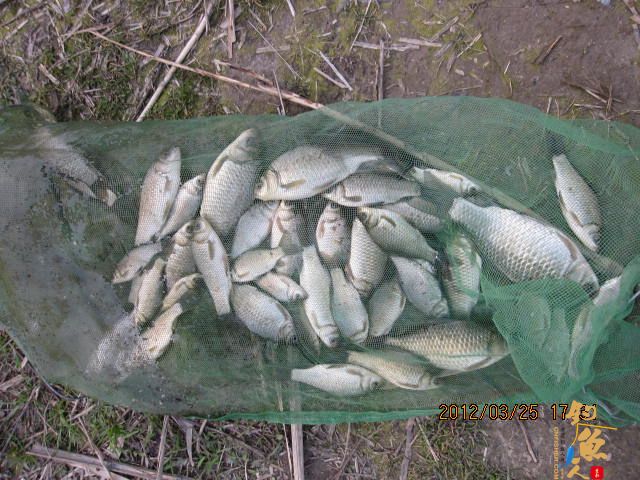 《随钓》菜花黄时钓鱼忙