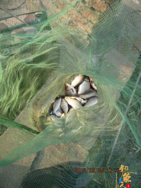 《随钓》菜花黄时钓鱼忙