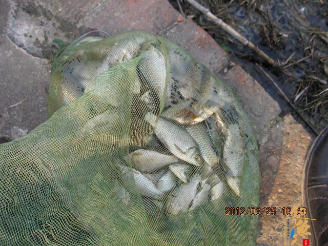 《随钓》菜花黄时钓鱼忙