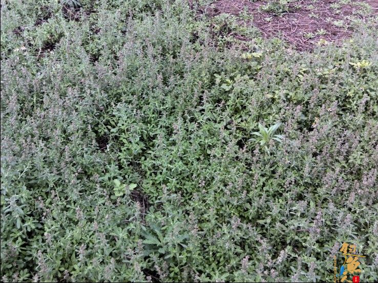 春季小鱼的天堂《八尺江》系列1