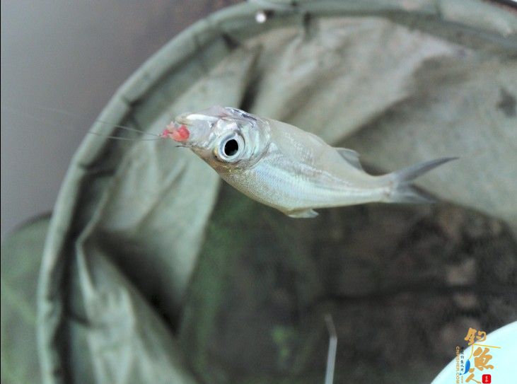 春季小鱼的天堂《八尺江》系列1