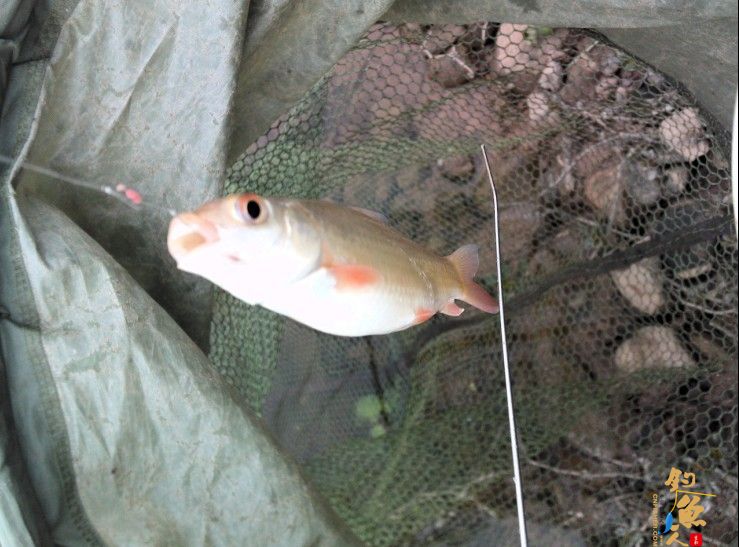 春季小鱼的天堂《八尺江》系列1