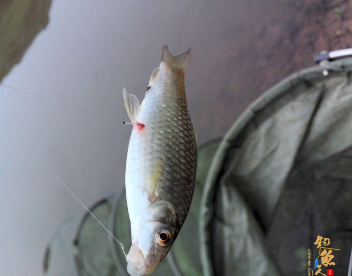 春季小鱼的天堂《八尺江》系列1