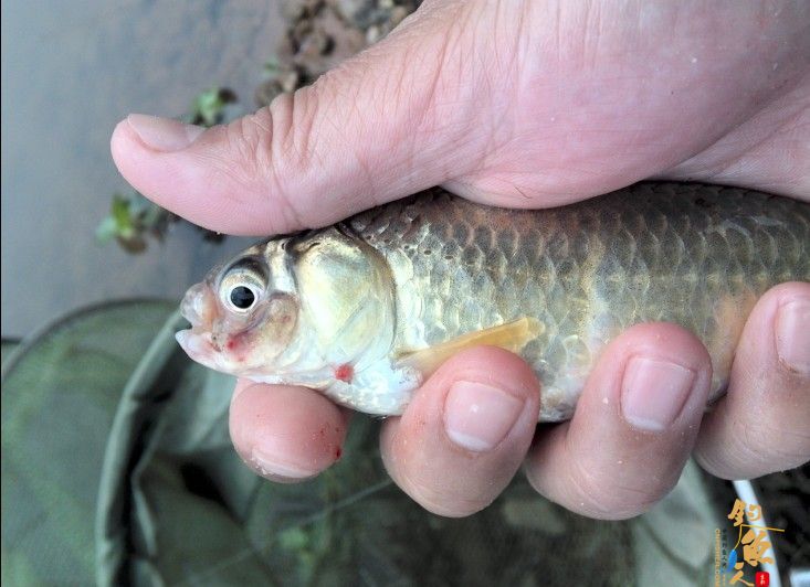 春季小鱼的天堂《八尺江》系列1