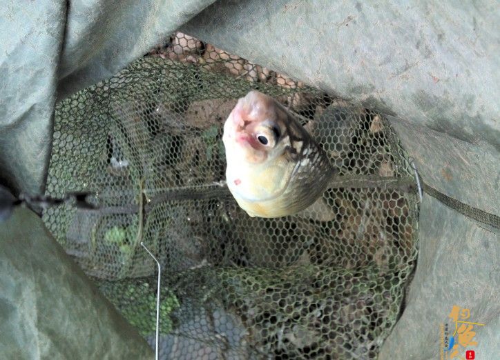 春季小鱼的天堂《八尺江》系列1