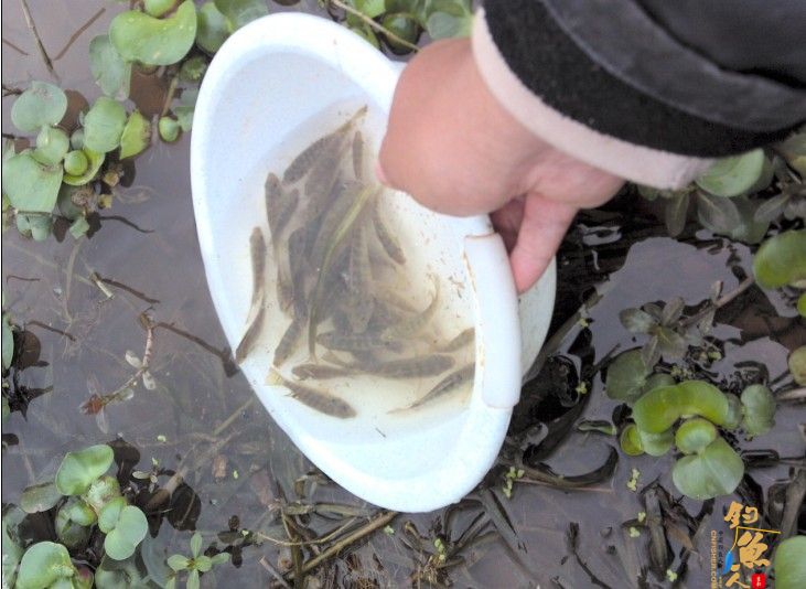 春季小鱼的天堂《八尺江》系列1