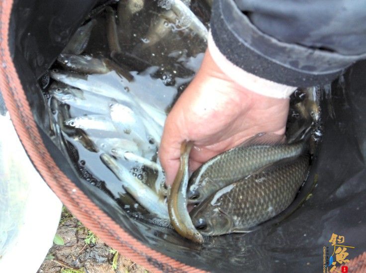 春季小鱼的天堂《八尺江》系列1