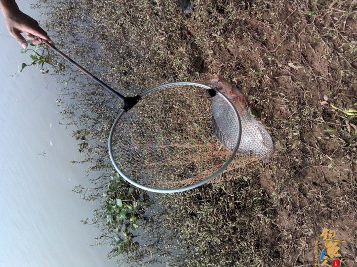 春季小鱼的天堂《八尺江》系列1