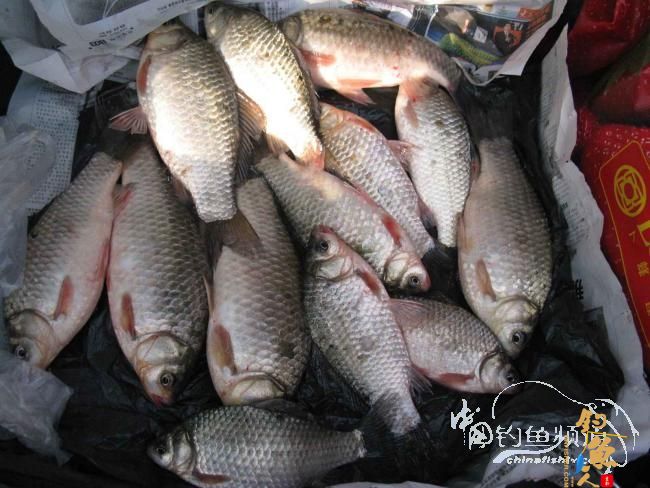 2012年开竿钓:尼山擒肥鲫