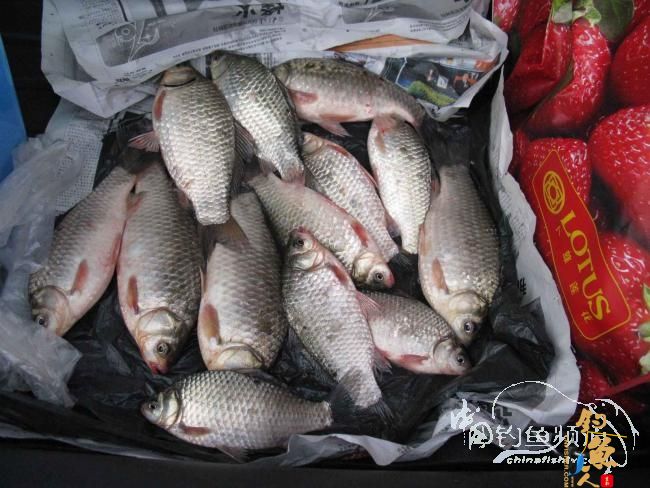 2012年开竿钓:尼山擒肥鲫