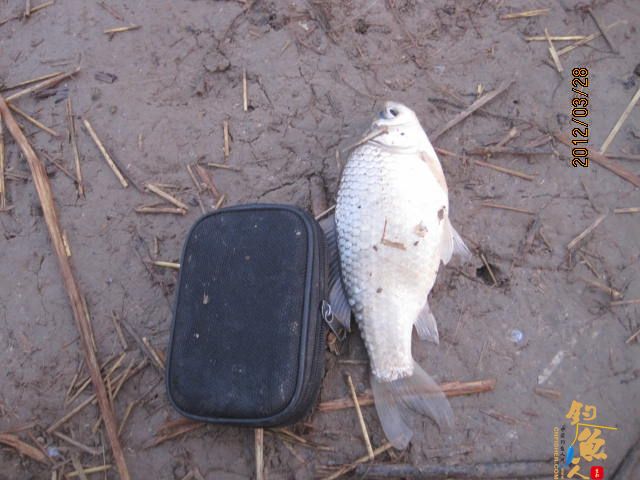 晨光鲫(二)收获的是友情