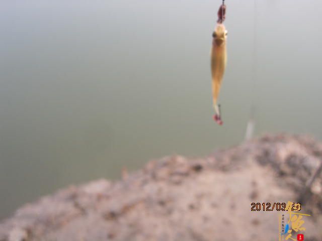 晨光鲫(二)收获的是友情