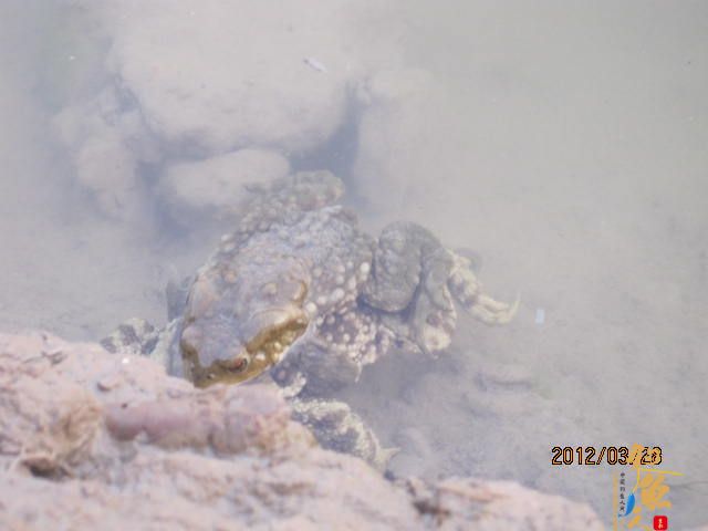 晨光鲫(二)收获的是友情