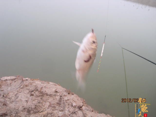 晨光鲫(二)收获的是友情