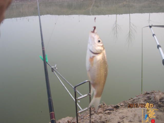 晨光鲫(二)收获的是友情