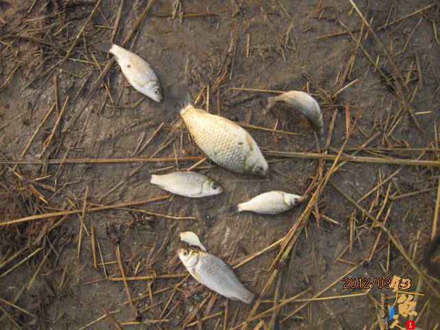 晨光鲫(二)收获的是友情