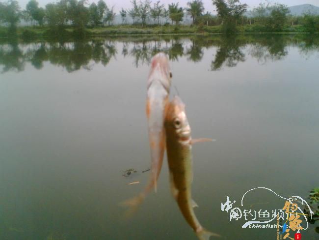 甘薯蜜片战滑鲤 配图 