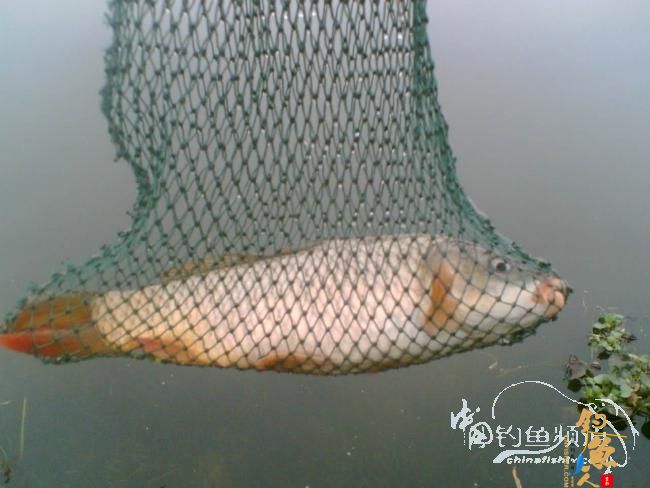 甘薯蜜片战滑鲤 配图 