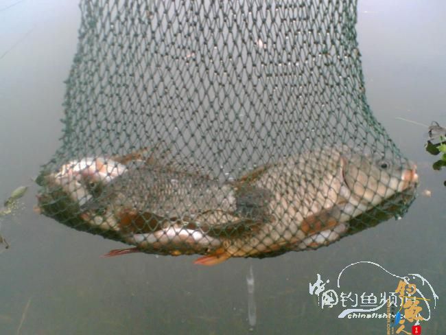 甘薯蜜片战滑鲤 配图 