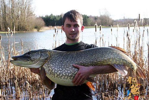 英国一垂钓者捕获重达近21公斤的巨型梭子鱼