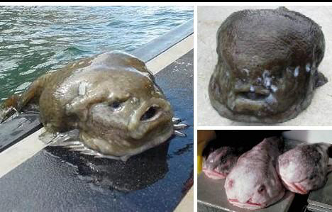 酷似女巫的水滴鱼 图