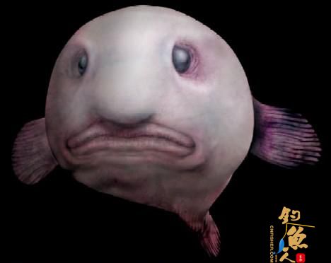 酷似女巫的水滴鱼 图