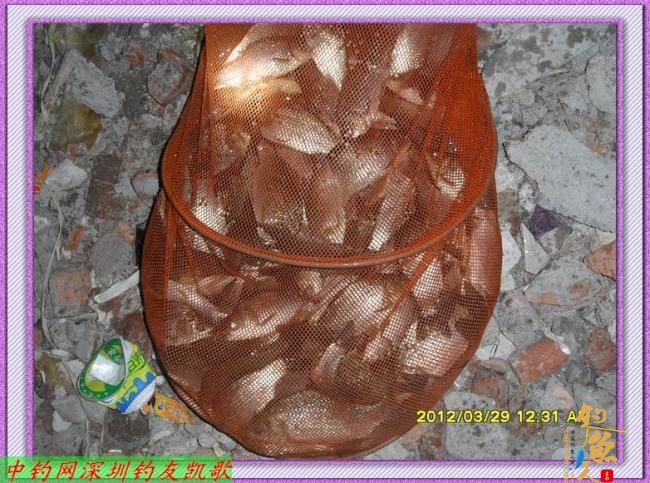 狂飞鲫，我累了，何以一个狂字了得