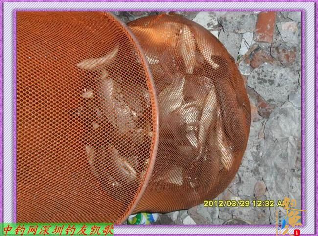 狂飞鲫，我累了，何以一个狂字了得