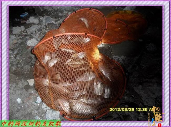 狂飞鲫,我累了,何以一个狂字了得