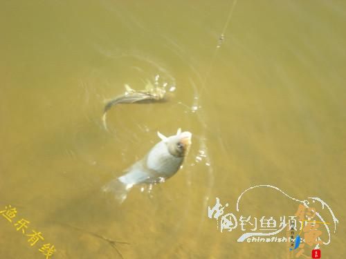 沐浴 春风 格外 芬芳 转