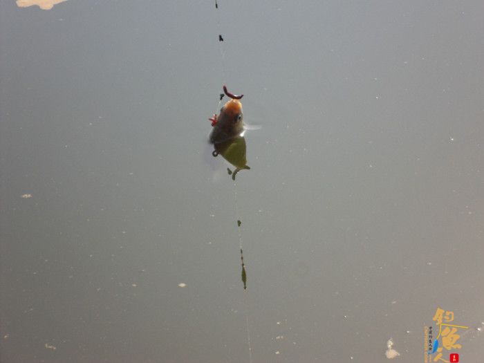 3月26日又一次好爽的库钓 多图