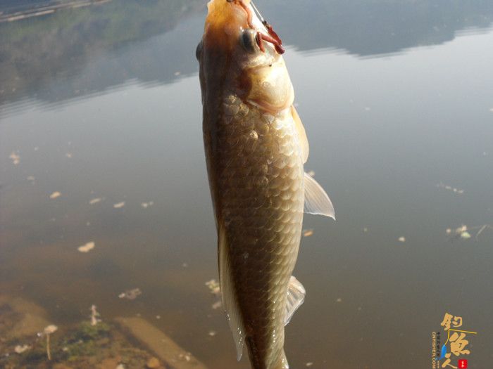 3月26日又一次好爽的库钓 多图