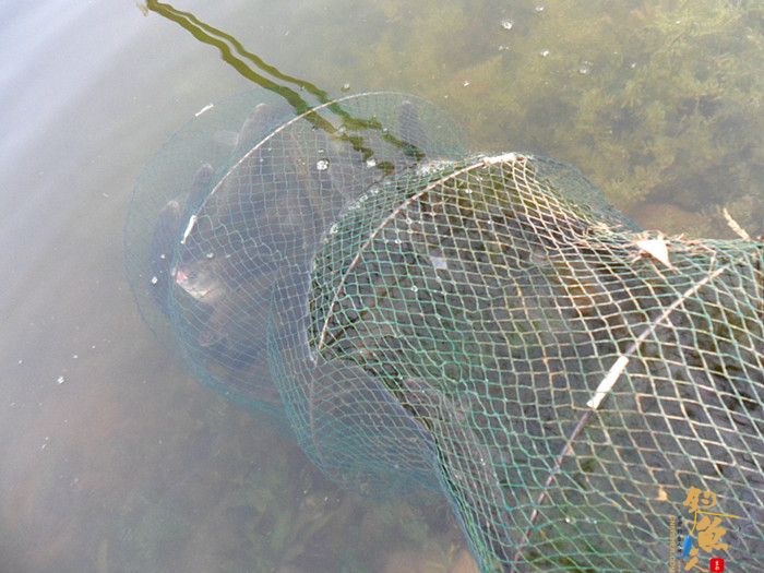 3月26日又一次好爽的库钓 多图