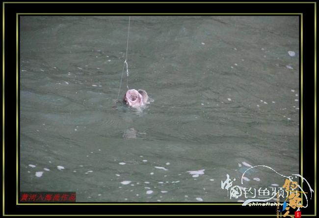 国庆海上行 爽钓黑虎头 转