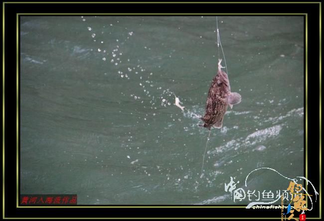 国庆海上行 爽钓黑虎头 转