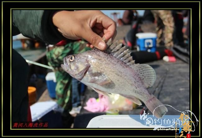 国庆海上行 爽钓黑虎头 转