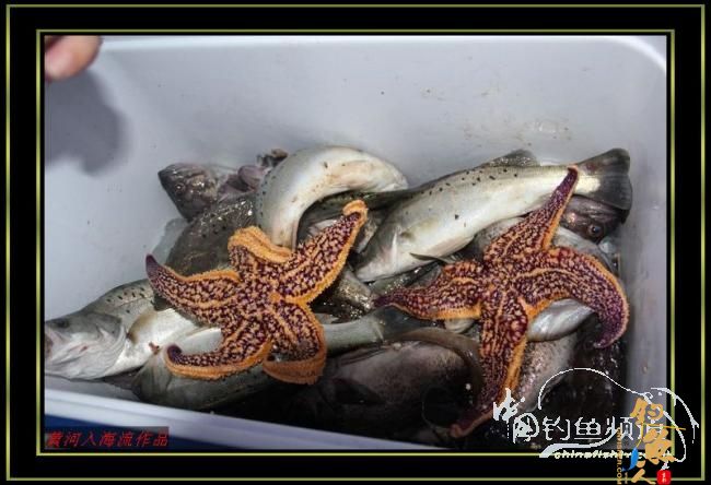 国庆海上行 爽钓黑虎头 转