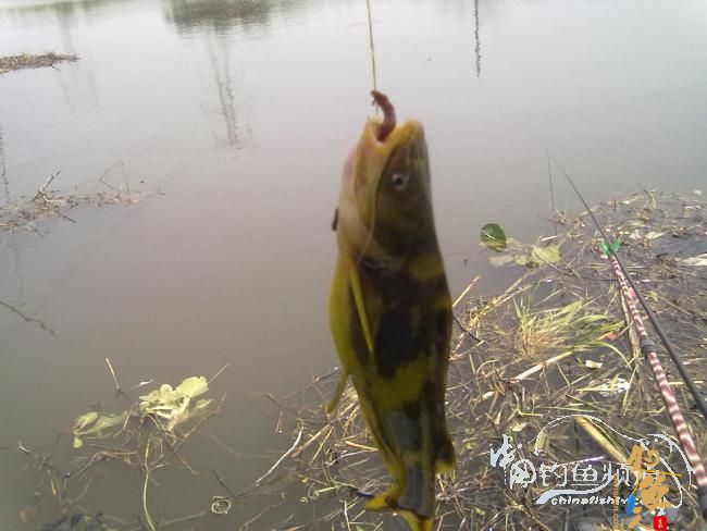 钓不尽的京杭运河28之钓友痛失大青 转