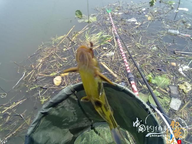 钓不尽的京杭运河28之钓友痛失大青 转