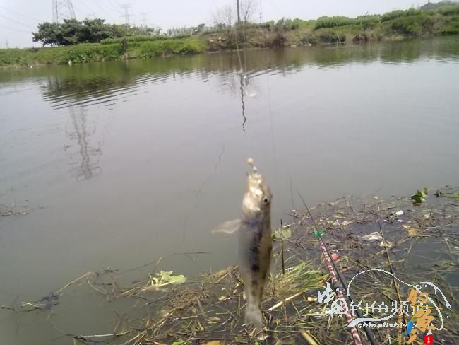 钓不尽的京杭运河28之钓友痛失大青 转